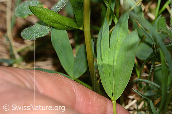 Photo: Trifolium alpinum. Leaf top.
