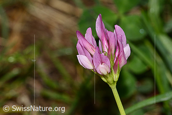 Foto: Alpenklee (Trifolium alpinum). Blüten.