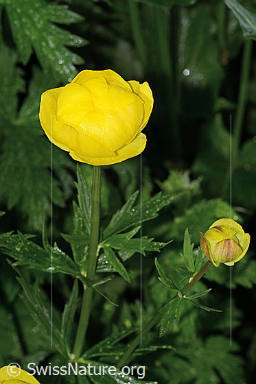 Foto: Trollblume (Trollius europaeus). Ganze Pflanze (Habitus).