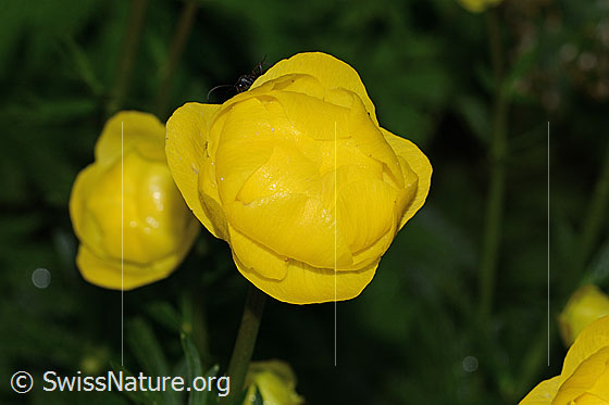 Foto: Trollblume (Trollius europaeus). Blüte.