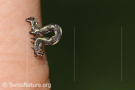 Foto: Raupe des Orangegelben Breitflügelspanner (Agriopis aurantiaria). Länge: 12mm. Ansicht von der Seite.
