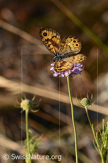 Photo: Lasiommata megera on Scabiosa columbaria. Wings open. View from diagonally above.