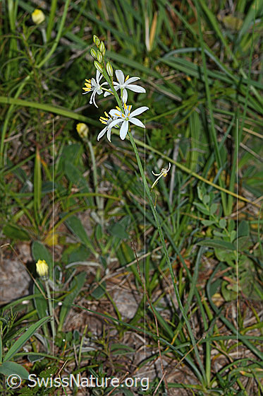 Foto: Astlose Graslilie (Anthericum liliago). Ganze Pflanze (Habitus).