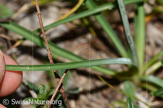 Photo: Anthericum liliago. Lower leave.
