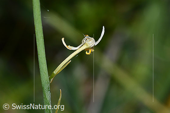 Photo: Anthericum liliago. Faded blossom.