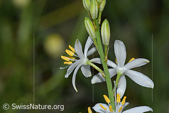 Foto: Astlose Graslilie (Anthericum liliago). Blüten. Ansicht von der Seite und von hinten.