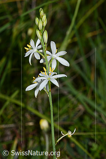 Foto: Astlose Graslilie (Anthericum liliago). Blüten und Stängel.