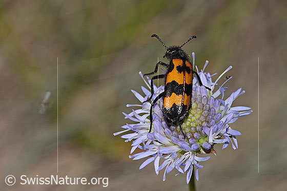 Photo: Mylabris variabilis on Jasione montana. Length 15mm. View from behind top.