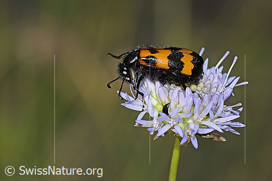 Photo: Mylabris variabilis on Jasione montana. Length 15mm. View from the side above.