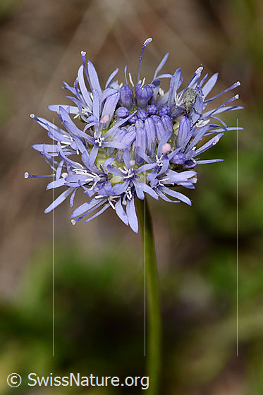 Photo: Jasione montana. Blossom. View from diagonally above.