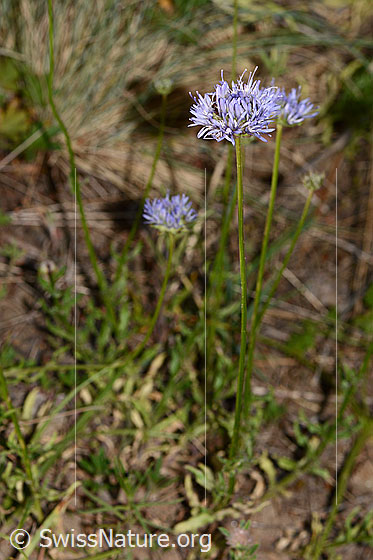 Photo: Jasione montana. Whole plant (habiti). Height: 20cm.