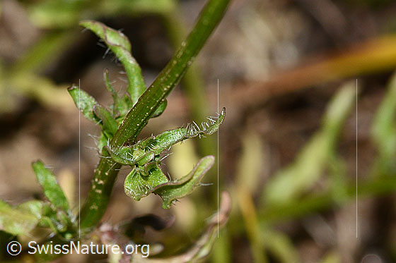 Photo: Jasione montana. Stem and Stem leaf.