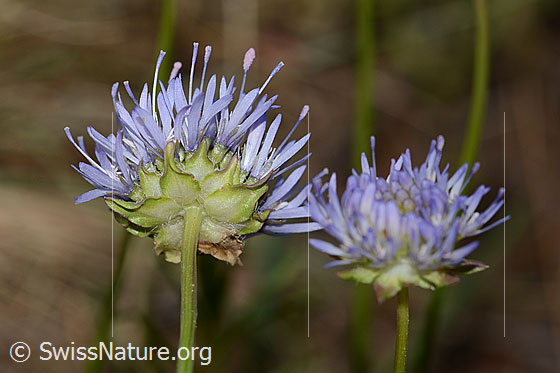 Photo: Jasione montana. Stem, calyx and blossom. View from diagonally below.