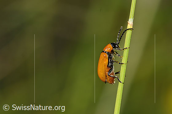 Foto: Exosoma lusitanicum (Blattkäfer). Länge 10mm. Ansicht von der Seite.