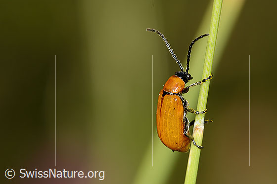 Foto: Exosoma lusitanicum (Blattkäfer). Länge 10mm. Ansicht von seitlich oben.