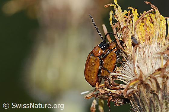 Foto: Exosoma lusitanicum (Blattkäfer). Länge 10mm. Ansicht von seitlich oben.