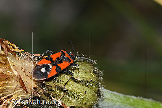 Photo: Lygaeus equestris. View from the side rear upper position.
