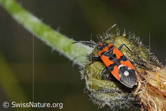 Ritterwanze (Lygaeus equestris)