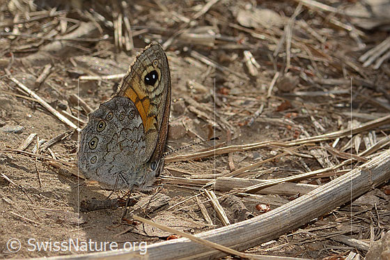 Foto: Wahrscheinlich Braunauge (Lasiommata maera). Flügel geschlossen. Ansicht von seitlich vorne.