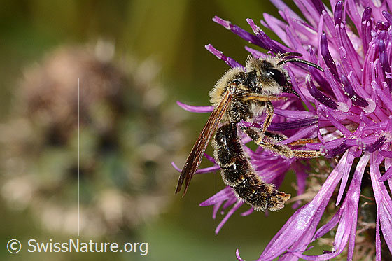 Foto: Knautien-Sandbiene (Andrena hattorfiana) auf Skabiosen-Flockenblume (Centaurea scabiosa). Länge 11 - 14mm. Männchen. Ansicht von der Seite.