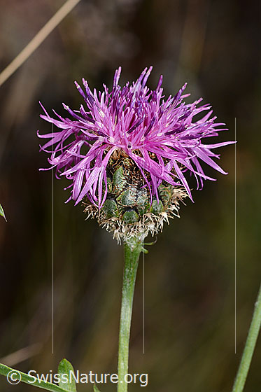 Foto: Skabiosen-Flockenblume (Centaurea scabiosa). Blüte.
Lat.: Centaurea scabiosa ssp. scabiosa
Familie: Asteraceae (Korbblütler)
Gattung: Centaurea (Flockenblumen)