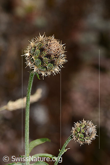 Foto: Skabiosen-Flockenblume (Centaurea scabiosa). Vermutlich Blüten vor dem Aufblühen.