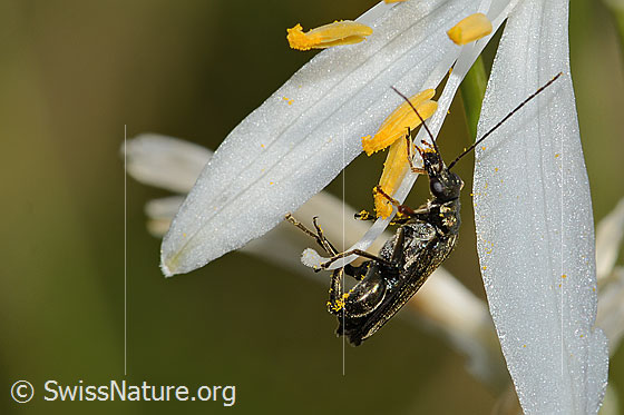 Foto: Graugrüner Schenkelkäfer (Oedemera virescens) an Astlose Graslilie (Anthericum liliago). Länge 11mm. Männchen. Ansicht von der Seite.