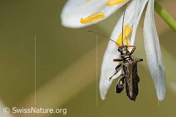 Photo: Oedemera virescens on Anthericum liliago. Length 11mm. Male. View from above.