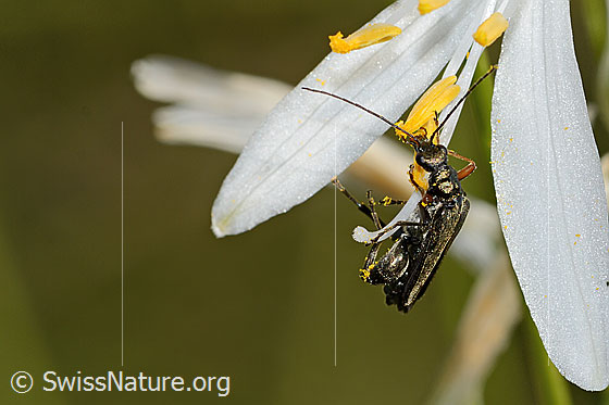 Foto: Graugrüner Schenkelkäfer (Oedemera virescens) an Astlose Graslilie (Anthericum liliago). Länge 11mm. Männchen. Ansicht von vorne oben.