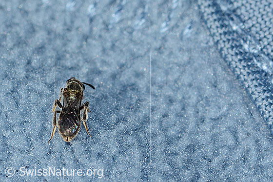 Photo: Probably Lasioglossum morio. Length 6mm. Female. View from behind top.