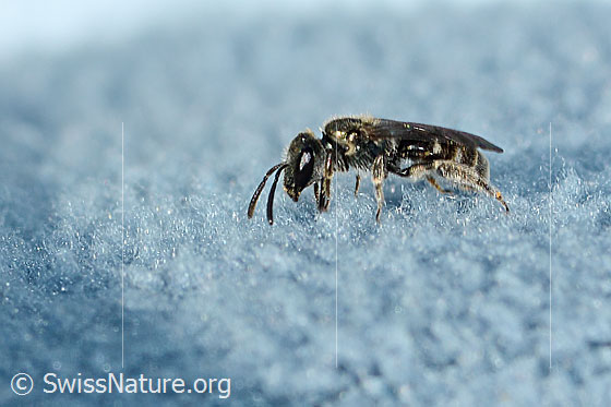 Photo: Probably Lasioglossum morio. Length 6mm. Female. View from the side.