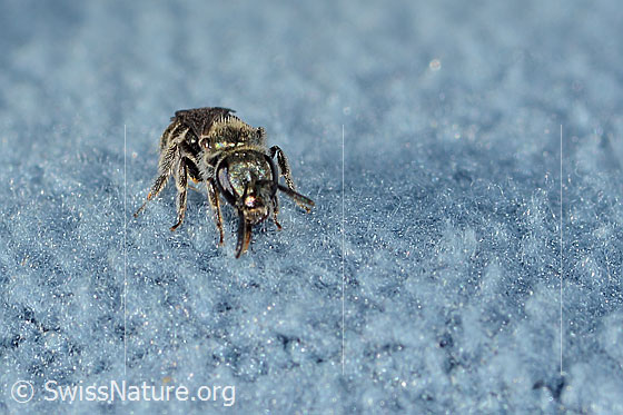 Photo: Probably Lasioglossum morio. Length 6mm. Female. View from the front.