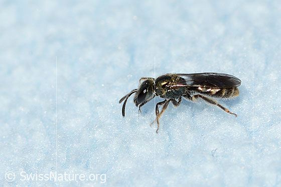 Photo: Probably Lasioglossum morio. Length 6mm. Female. View from the side above.