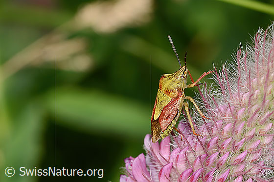Purpur-Fruchtwanze (Carpocoris purpureipennis) an Purpur-Klee (Trifolium rubens)