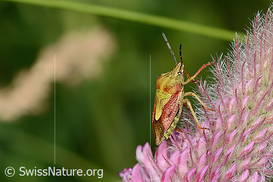 Photo: Probably Carpocoris purpureipennis on Trifolium rubens. Length 11 - 14mm. View from the side above.