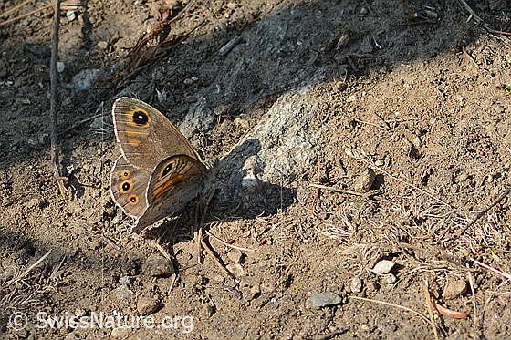 Foto: Braunauge (Lasiommata maera). Flügel halb geöffnet. Ansicht von schräg oben.