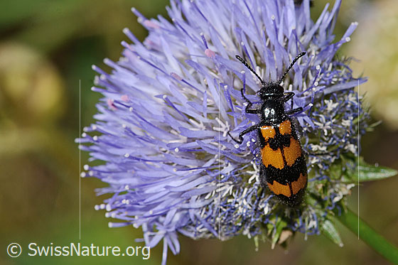 Photo: Mylabris variabilis on Jasione montana. Length 15mm. View from above.