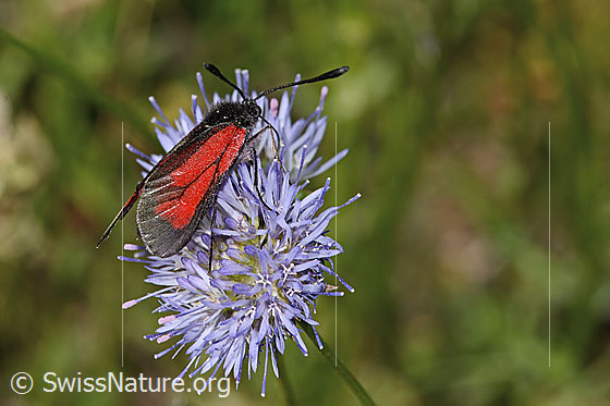 Foto: Thymian-Widderchen (Zygaena purpuralis) auf Berg-Jasione (Jasione montana). Ansicht von seitlich oben.