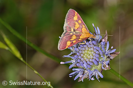 Foto: Purpurroter Zünsler (Pyrausta purpuralis) auf Berg-Jasione (Jasione montana). Flügel geöffnet. Ansicht von seitlich oben.