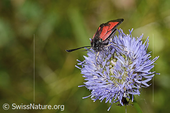 Photo: Zygaena purpuralis on Jasione montana. View from side front.