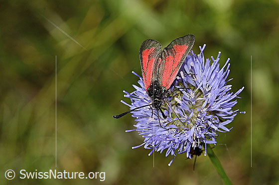 Foto: Thymian-Widderchen (Zygaena purpuralis) auf Berg-Jasione (Jasione montana). Ansicht von vorne oben.
