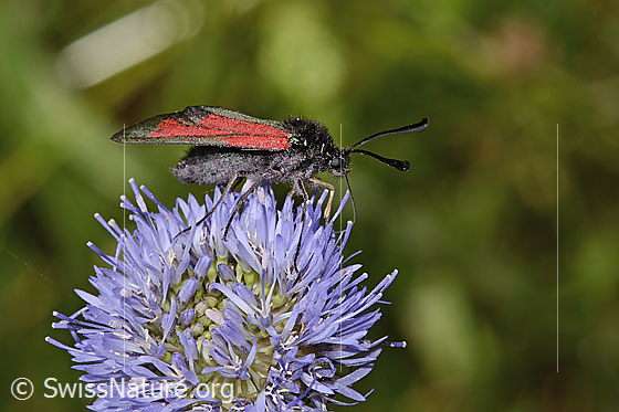 Foto: Thymian-Widderchen (Zygaena purpuralis) auf Berg-Jasione (Jasione montana). Ansicht von der Seite.