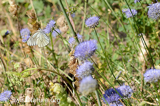 Photo: Aporia crataegi on Jasione montana. Wings closed. View from the side.