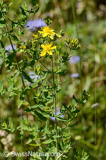 Foto: Gemeines Johanniskraut (Hypericum perforatum). Ganze Pflanze (Habitus). Höhe: 50cm.