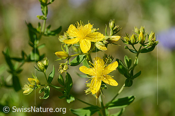 Foto: Gemeines Johanniskraut (Hypericum perforatum). Blüten.