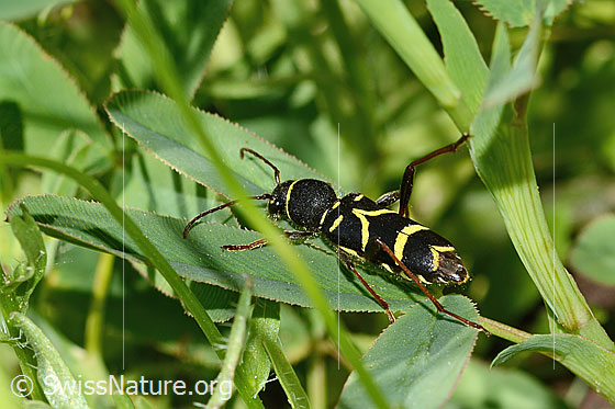 Foto: Gemeiner Widderbock (Clytus arietis). Länge 7 - 14mm. Ansicht von schräg oben.