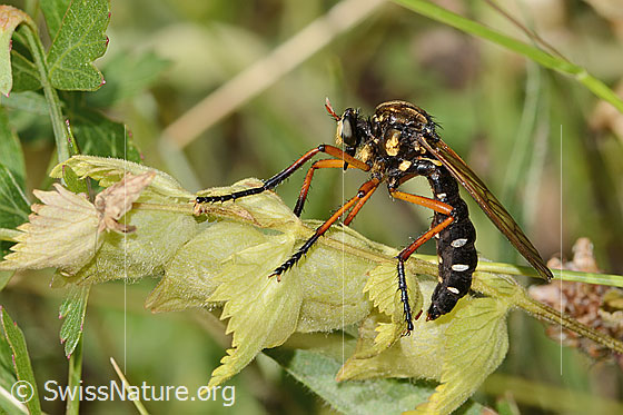 Foto: Kleine Wolfsfliege (Molobratia teutonus). Länge 17 - 21mm. Ansicht von der Seite.