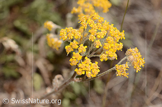 Gelbe Schafgarbe (Achillea tomentosa)