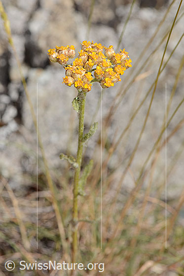 Photo: Achillea tomentosa. Stem and inflorescence. Height of the entire plant: 18 cm.
