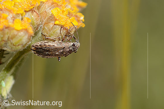 Ortholomus punctipennis (Bodenwanze) an Gelbe Schafgarbe (Achillea tomentosa)